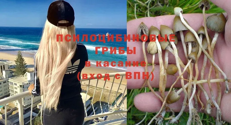 Галлюциногенные грибы Psilocybine cubensis  Кашира 